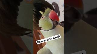 Beaker in a wig! 💇🏽♀️ #talkingbird #talkingparrot #cuteanimals #funnyanimals #hairtutorial #birb