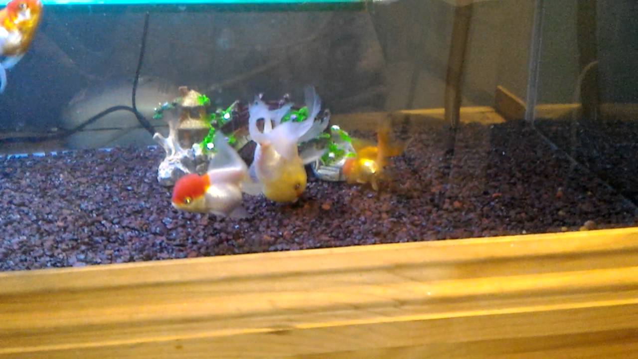 Goldfish with Swim bladder disorder (off harness) YouTube
