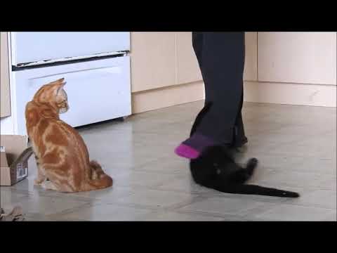 Broom Cat Sweeping The Floor Youtube
