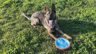 The Best Fetch Frisbee for Your Dog!  Chuckit Paraflight is DogApproved