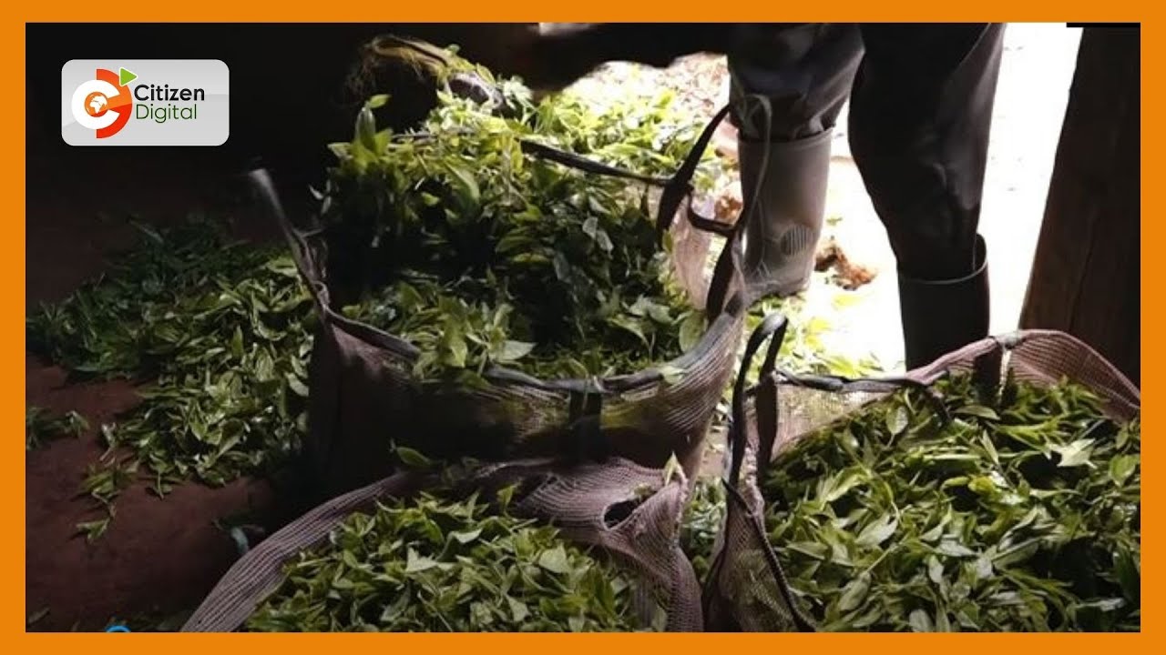 Unilever Kenya applies for licence to produce power