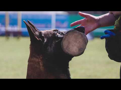Obedience - MALINOIS - Avicii FANTASAURUS