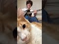 Silly Little Cat
