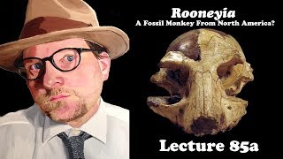 Lecture 85a Rooneyia: An enigmatic fossil primate from Texas.