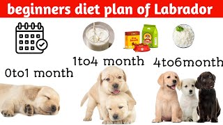 All about Labrador retriever Diet chart from 06 months | Labrador puppy Diet Plan