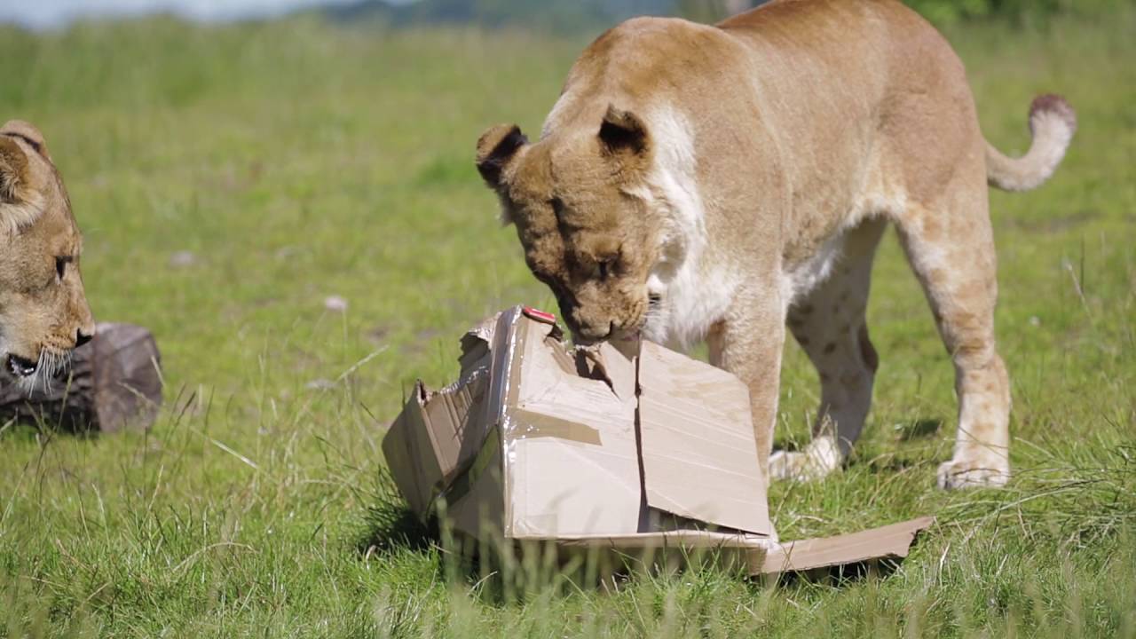 Big Cat Enrichment for World Lion Day 2016 YouTube