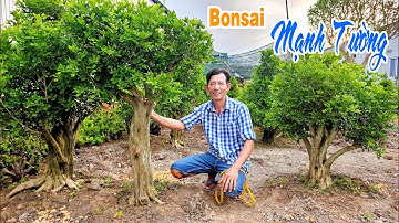 Mạnh Tường 30/04 chào bán bonsai Nguyệt Quế lá xoắn hoa chùm đang nuôi sống khỏe