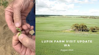 Lupin Farm Visit - Crop Update August 2021