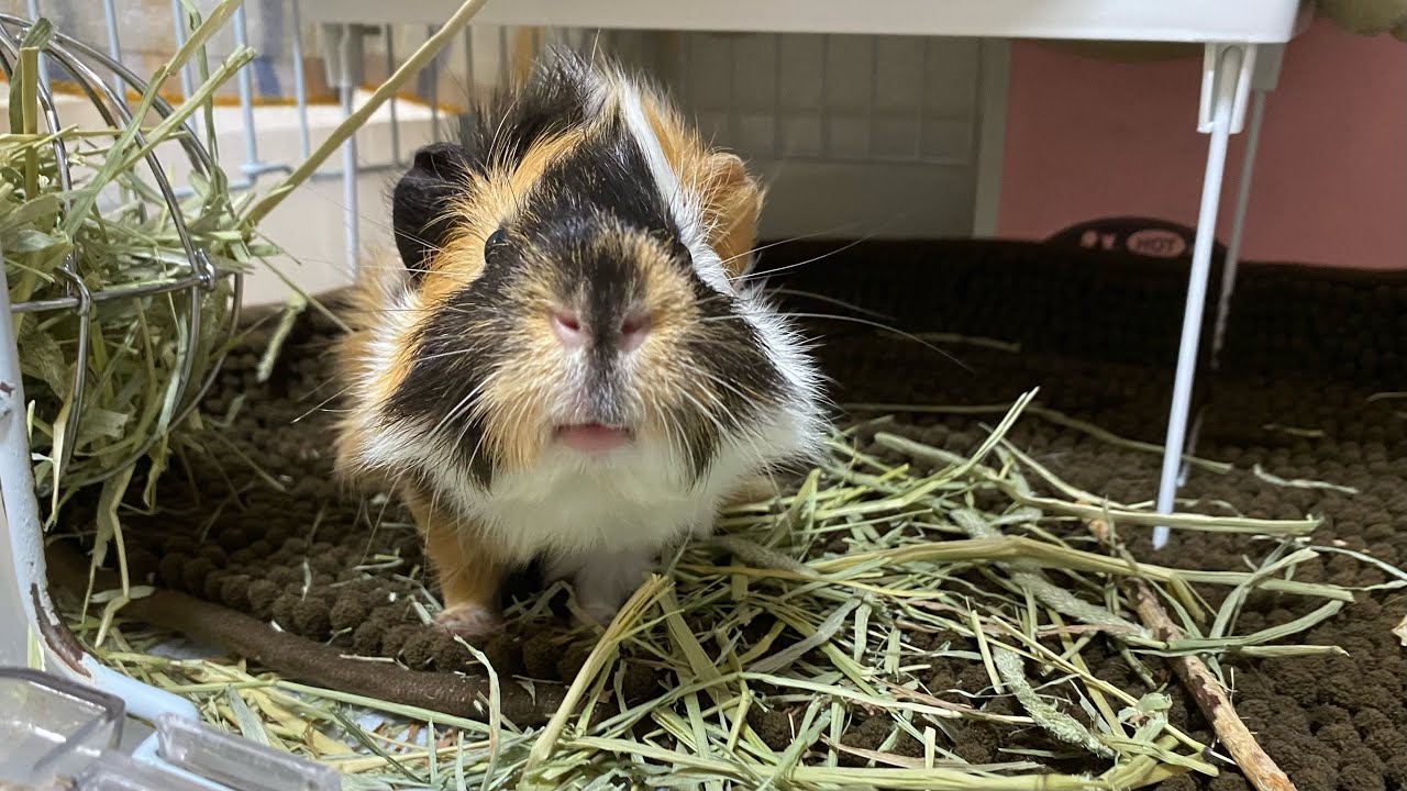 モルモット 甘えて寝転がる Sleeping Guinea Pig Youtube
