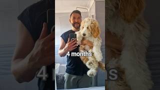 Bernedoodle transformation from 2 months to 4 months #bernedoodle #puppy #dog