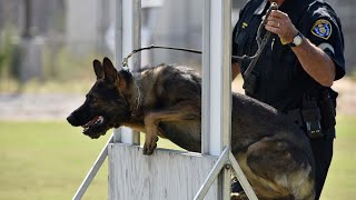 Safety For All - SDPD's K9 Unit