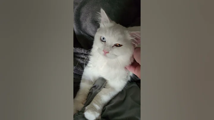 Watch the video about Sweet Merlin - SPCR - Persian Mix - #adoptme #spcr #cat