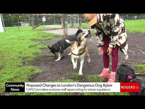 Proposed Changes to London's Dangerous Dog Bylaw | Rogers tv
