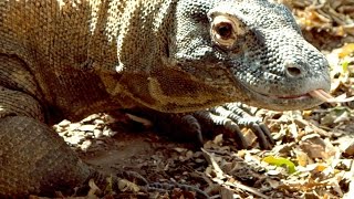 How Big Is a Komodo Dragon?