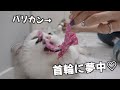 【サマーカット】気づいたらライオンカットになっている子猫【スコティッシュフォールド】