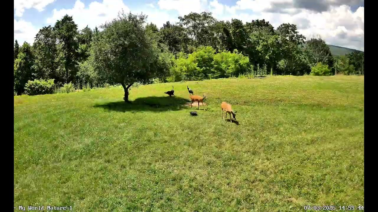 Terrific Trotting Turkeys will Amaze You!... Unexpected results.  Oops 🙊🙊🙊😬😬😬