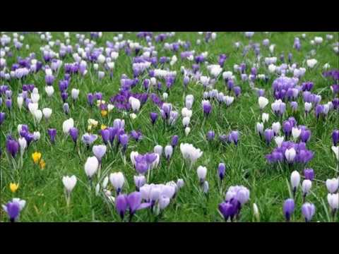 Crocus/Krokus-spring flower and spice/wiosenny kwiat i przyprawa[ENG SUB]