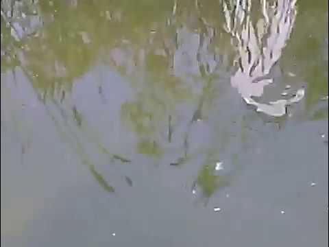Guppys im Gartenteich YouTube