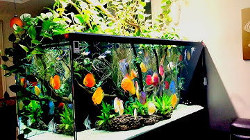 Bể cá đĩa (Discus) và Altum đẹp hàng đầu Việt Nam 2018