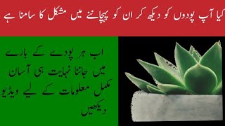 How easily identify new plants using leafsnap app