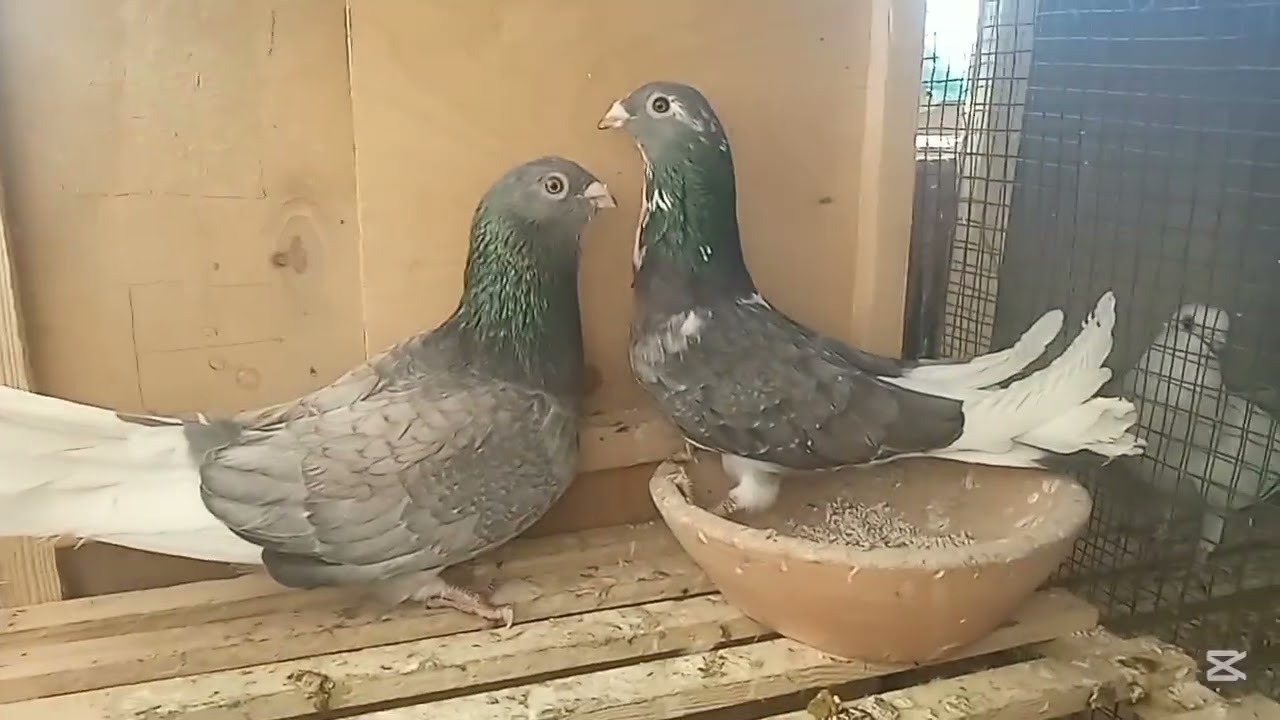 جولة في عشتي المتواضعة بعد غياب طويل 🕊️