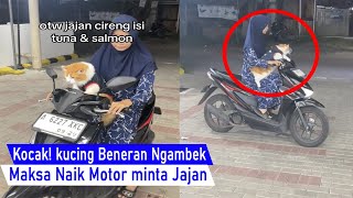 Download Lagu ini Beneran LUCU! kucing Suka Naik Motor sampai Merajuk Maksa Ibu minta jalan jalan/Video Kompilasi MP3
