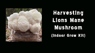 Harvesting Lions Mane Mushroom