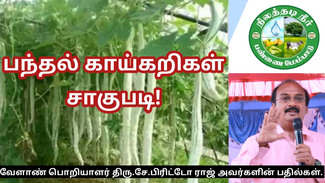 பந்தல் காய்கறிகள் சாகுபடியில் கவனத்தில் கொள்ள வேண்டியவைகள்| திரு. சே. பிரிட்டோ ராஜ்||9944450552