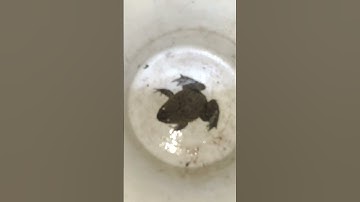A cute and funny frog #frog #funny
