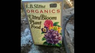 Transplanting already fruiting