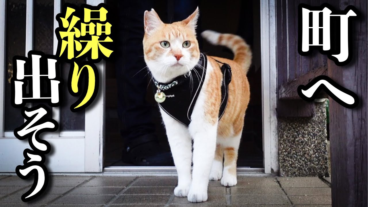 ChaCha猫 様 Busy Even on Days Off! A Cat That Just Can't Sit Still - YouTube