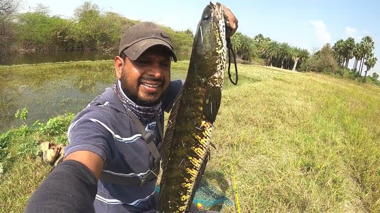 Amazing snakehead fishing || murrel fishing in Dam