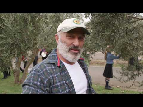 Video: Harvesting Olives At Home: How To Pick Olives From The Tree