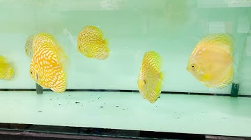 Cá Đĩa Bồ Câu Vàng và Bồ Câu Panda Vàng size 10-11cm - Thái Hoà Aquarium