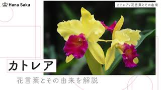 カトレアの花言葉と由来 色別 本数別 英語の花言葉も紹介 Hanasaku