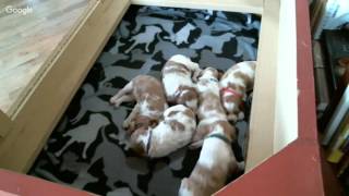 Ruby Litter 1 - 4/15/2016 PM