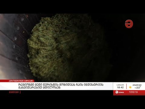 გურიაში მეტი ტურისტის მოზიდვას ჩაის ინდუსტრიის განვითარებით ცდილობენ