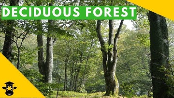The temperate deciduous forest biome