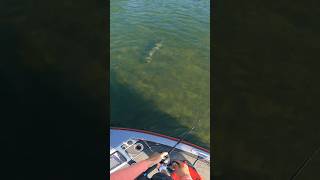 The CRAZIEST catch of my life…