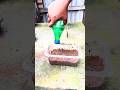 Can you believe I grew cucumbers in this tiny plastic container? #gardening #biofertilizer #farming