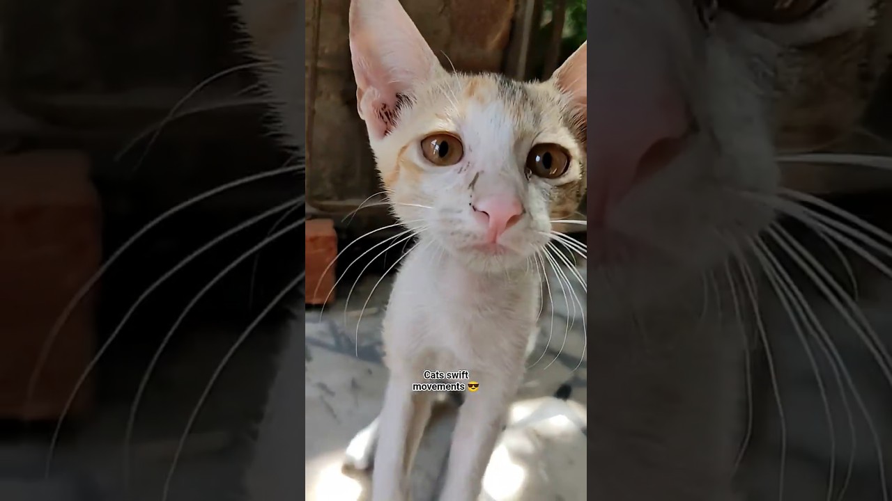 Cats break dance🤣 