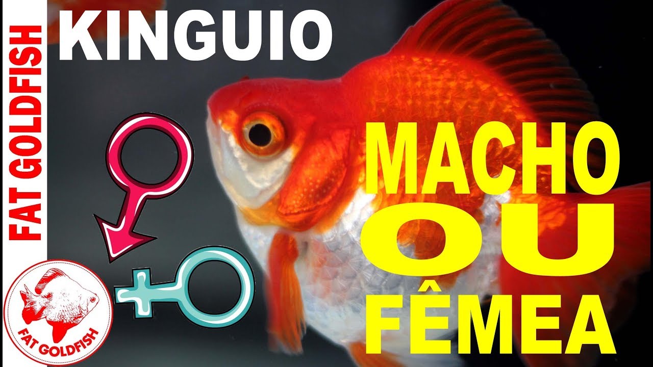 KINGUIO - MACHO OU FÊMEA?