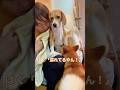 お風呂で洗われるビーグル犬を心配する柴犬 #ビーグル #柴犬