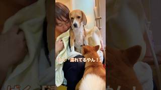 お風呂で洗われるビーグル犬を心配する柴犬 #ビーグル #柴犬