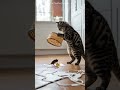 LOL Cat Plays Smart Mouse Didn T Read The Signs Cat Catandmouse Trending LOL Cat Plays Smart Mouse Didn T Read The Signs Cat Catandmouse Trending