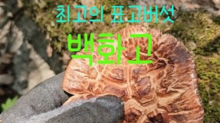 나물산행에 최고의 표고버섯  백화고를 만났습니다.저녁은 백화고,털목이 불고기 #표고버섯 #백화고