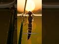 The Incredible Metamorphosis of a Dragonfly Caught on Camera