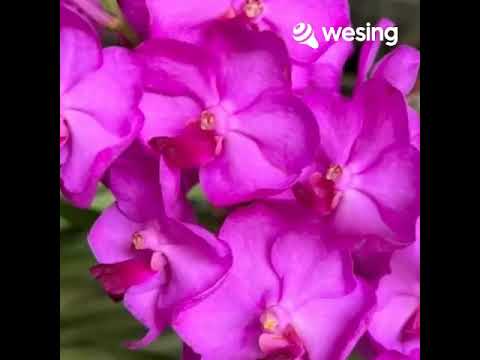 ใกล้เพียง(เพลงประกอบละครลายกินรี ช่อง 3)