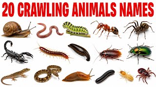 20 रेंगने वाले जानवरों के नाम | 20 Crawling Animals Names &amp; English &amp; Hindi | Kids Educational Video