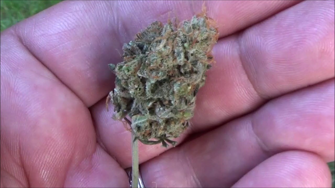 I'M BACK, CANNABIS UPDATE, DAWGO THE HUTT UPDATE.